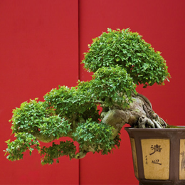 Stamps
with the theme Bonsai
'
Stamps
with the theme Bonsai
'