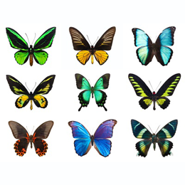 Stamps
with the theme Butterflies
'
Stamps
with the theme Butterflies
'