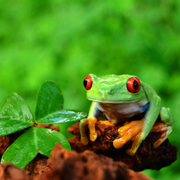 
Stamps





with the theme Frogs & Toads




'