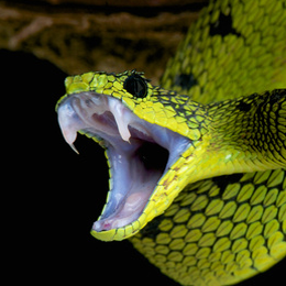 Stamps
with the theme Snakes
'
Stamps
with the theme Snakes
'