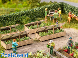 Cold Frames with Lettuce (2pcs)