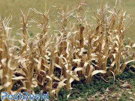 Dried Corn Stalks (30pcs ca. 2.5cm)