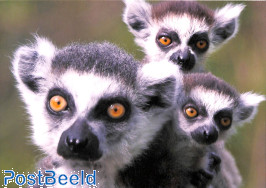 Apenheul