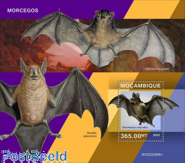 Bats