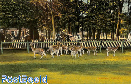 At the deer park