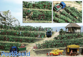 Grape Vines