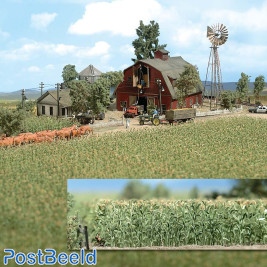 Cornfield