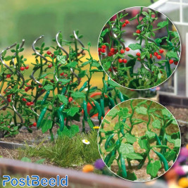 Busch Cucumbers & Tomatoes