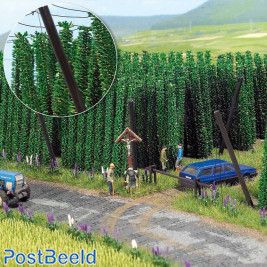 Busch Hops Field