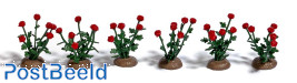 36 roses