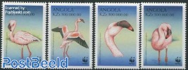 WWF, Flamingos 4v