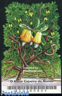 Largest Cashew tree in the world s/s