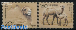 Camels 2v