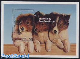 Shetland sheepdog s/s