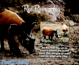 Red River Hog s/s