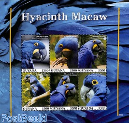 Hyacinth Macaw 6v m/s