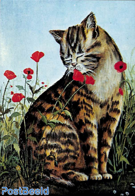 Cat & Poppyflowers