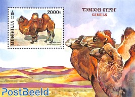 Camel s/s
