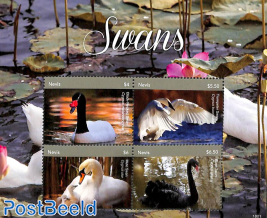 Swans 4v m/s