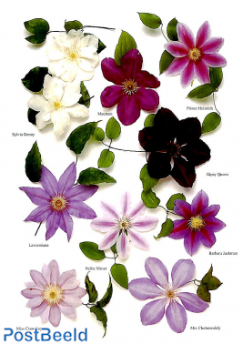 Clematis