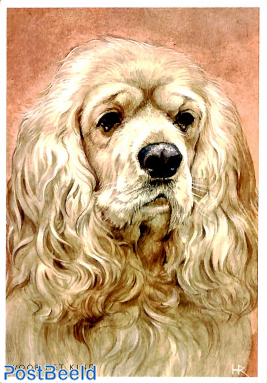 American Spaniel