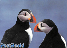 Puffins