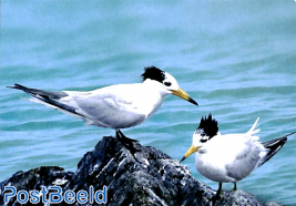 Chinese crested Tern