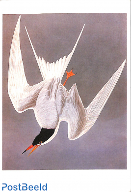 J.J. Audubon, Sterna hirundo