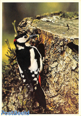 Woodpecker