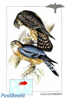 Falco Columbarius