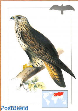 Buteo Lagopus, Rough-legged hawk