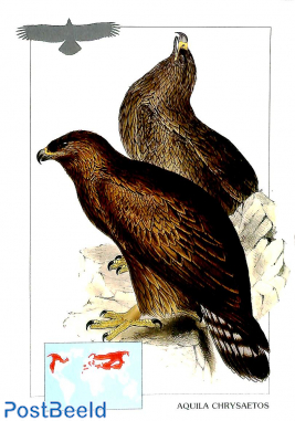 Aquila Chrysaetos