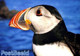 Puffin