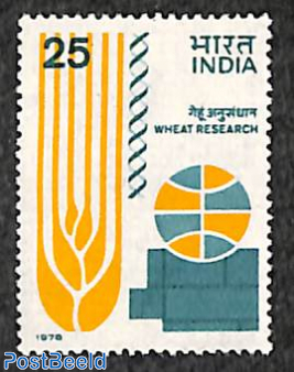 Wheat research 1v