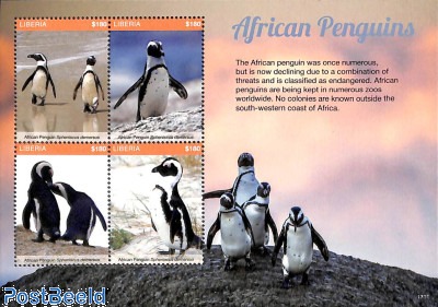 African Penguins 4v m/s