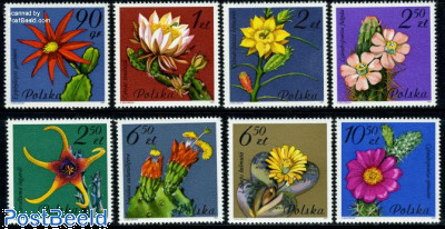 Cactus flowers 8v