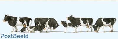 Cows, black markings