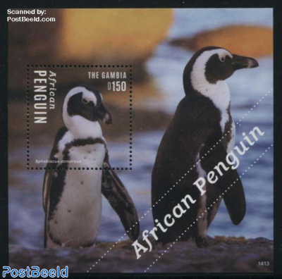 African penguin s/s
