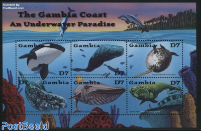 Gambia Coast 6v m/s, Killer whale