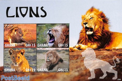 Lions 4v m/s