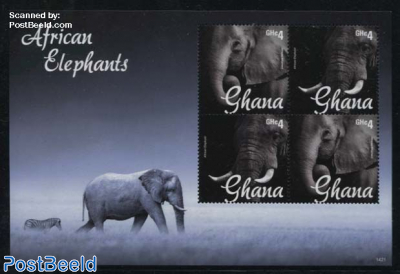 Elephants 4v m/s