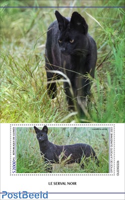 Black Serval