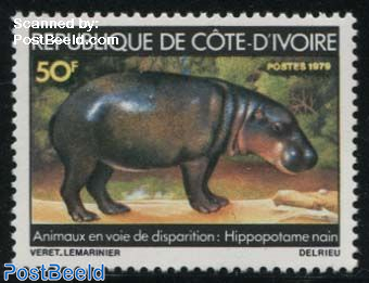 Small Hippo 1v