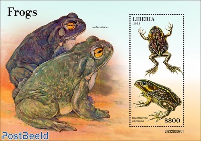 Frogs