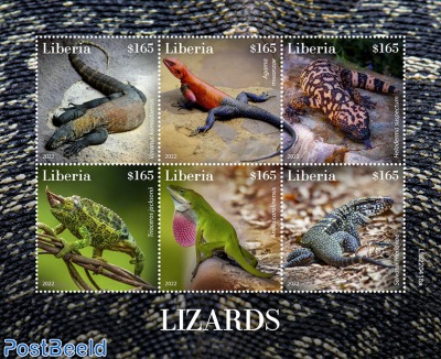 Lizards