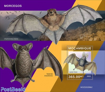 Bats
