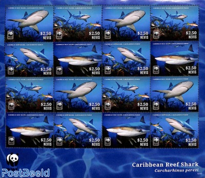 Caribbean Reef Shark m/s (with 4 sets)