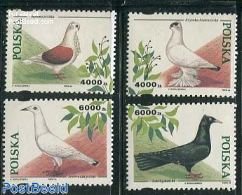 Pigeons 4v