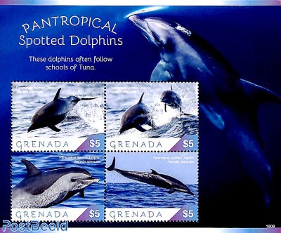 Spotted dolphins 4v m/s
