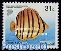 Eight banded butterflyfish 1v